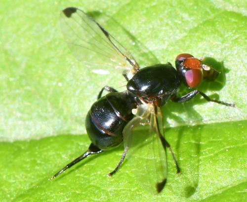Seioptera vibrans